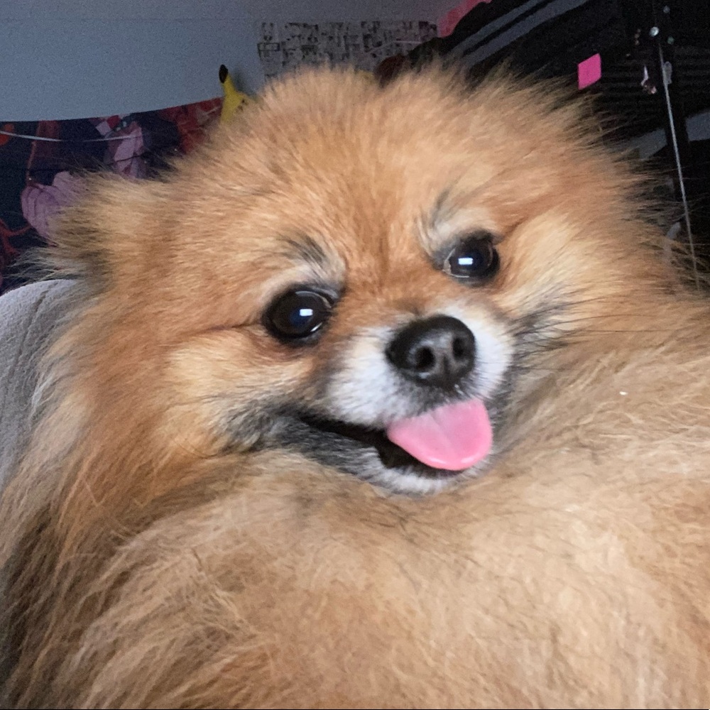 Meet your Posher, Sara